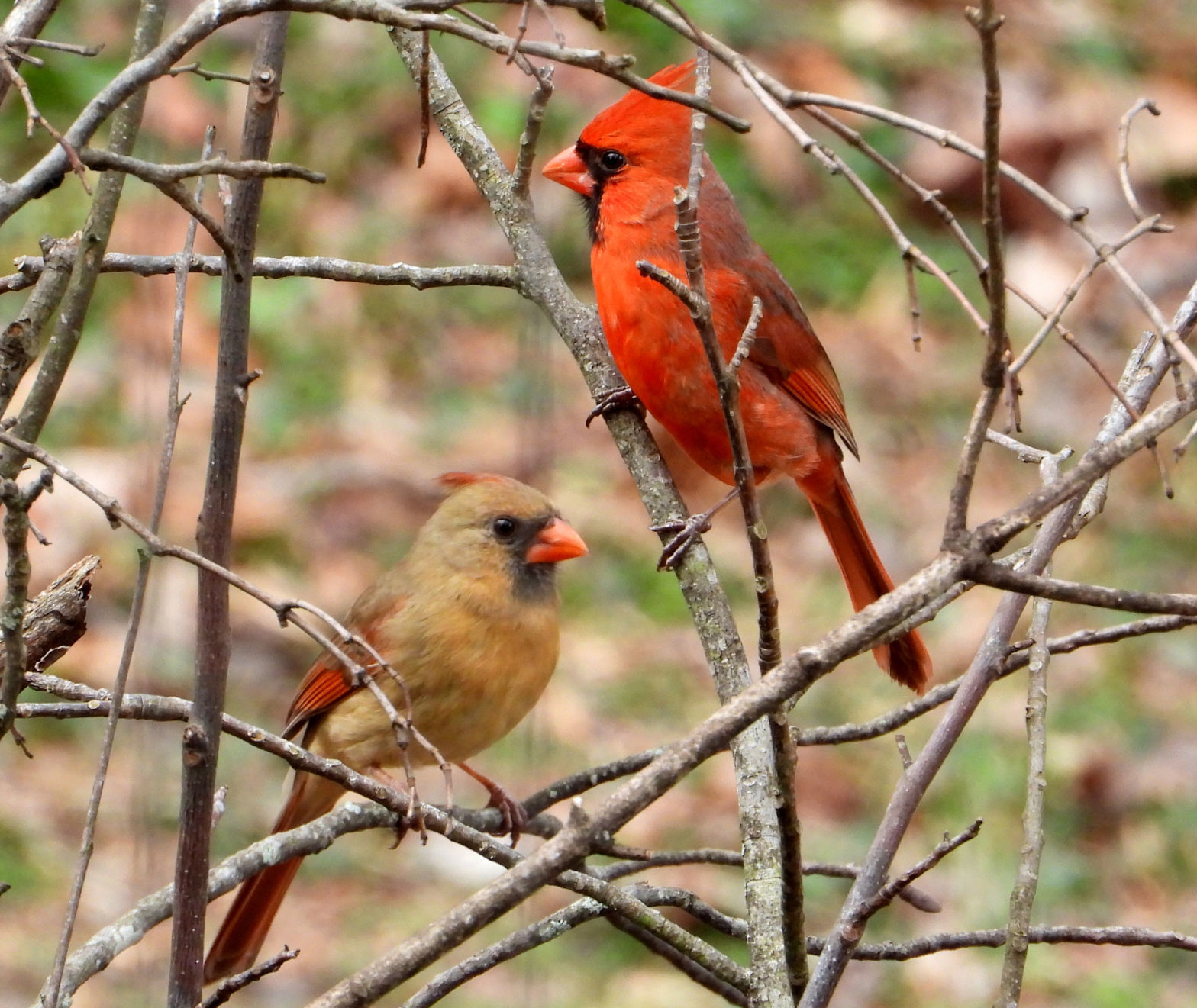 Fine feathered friends